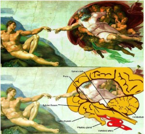 MIchelangelo brain